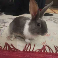 خرگوش نر