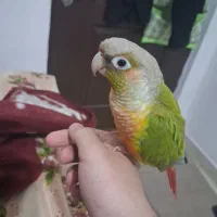 طوطی گرینچیک