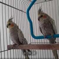 دو عدد عروس هلندی