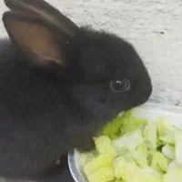 خرگوش فنجانی توافقی