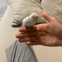 مرغ عشق|پرنده|فولادشهر, A2|دیوار