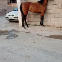 کره اسب مادیان