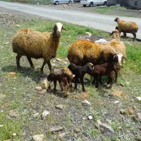 ۱۱گوسفند و میش شیره دار با ۱۰ راس بره شیر مست