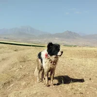 سگ گله ای