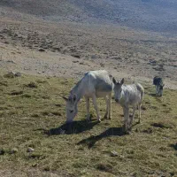 خر ماده (الاغ) باری و گله ای همراه با کره|حیوانات مزرعه|سمنان, |دیوار