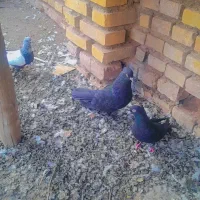 کفتر|پرنده|رفسنجان, |دیوار