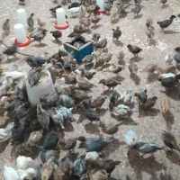 جوجه گلپایگانی ۲۷ روزه