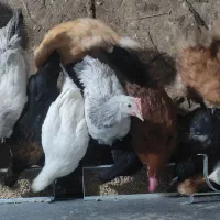 فروش نیمچه مرغ و خروس|حیوانات مزرعه|اصفهان, کارلادان|دیوار