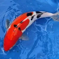 جشنواره فروش کوی وارداتی وتکثیرازمولدین وارداتی