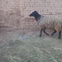 قوچ شال اصیل