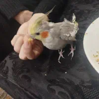 عروس هلندی نر کاملا اهلی