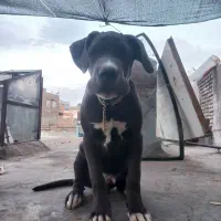 توله کن کورسو