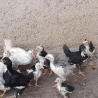 نیمچه‌گلین