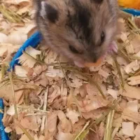 همستر کمپل اهلی وبامزه وآکواریوم نگهداری همستر