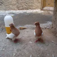 یک جفت کفتر کله زرد|پرنده|آشخانه, |دیوار