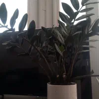 گل زام..بلک|گل و گیاه طبیعی|قم, لسانی|دیوار