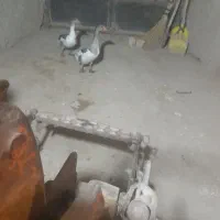 یک جفت غاز|حیوانات مزرعه|تاکستان, |دیوار