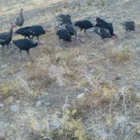 فروشی دونه ای|حیوانات مزرعه|سیلاخور, |دیوار