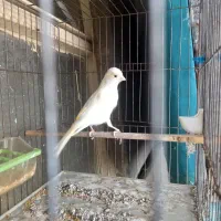 قناری ماده موزایکی تن نرفته