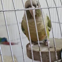 طوطی گرینچیک بازیگوش وسالم