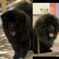 چاوچاو بلک فوق کیفیت نر