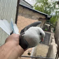 ۵ تا کفتر  غریب گیری جوجه