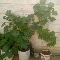 نهال انگور کندری