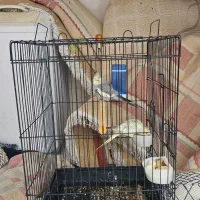 عروس هلندی|پرنده|کرخه, |دیوار