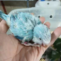 جوجه سرلاکی|پرنده|تهران, شهرک آتی شهر|دیوار