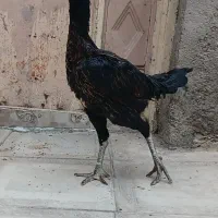 نوچه لاری