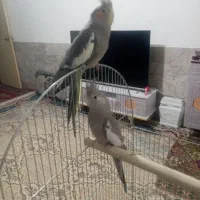 عروس هلندی