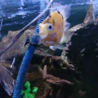 فلاور باکس ماهی