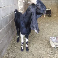 بهده یک ساله