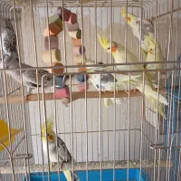 عروس هلندی ایزبلا دوکت لوتینو  آلبینو دوکت وآلبینو|پرنده|تاکستان, |دیوار