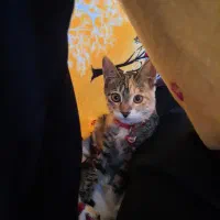 گربه گمشده|حیوانات|مشهد, کوه سنگی|دیوار