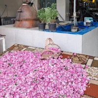 گلاب اعلاء|خوردنی و آشامیدنی|تهران, خلیج فارس|دیوار