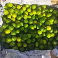 لیموترش درجه یم|عمده‌فروشی|شیراز, ترمینال باربری|دیوار