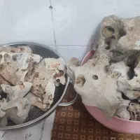 سنگ اکواریوم