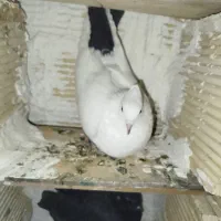 کبوتر دم سیاه