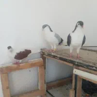 کبوتر پلاس