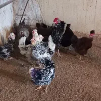 گلین گردن لخت