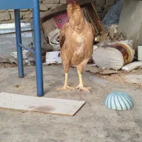 مرغ لاری نصل دار|حیوانات مزرعه|رباطکریم, رباطکریم|دیوار