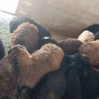 بره نر از تولید به مصرف