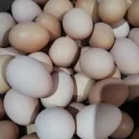 تخم مرغ محلی