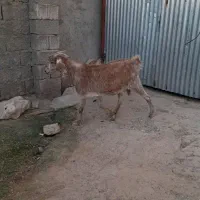 ۶ تا بز و یک کهره چبش|حیوانات مزرعه|داراب, |دیوار