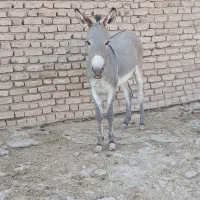 الاغ نر میش و بز