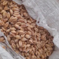 گندم پیشگام