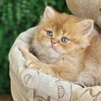 چشم سبز بریتانیایی تخفیف محدود|گربه|اصفهان, خانه اصفهان|دیوار