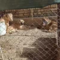 سگ نگهبان|سگ|قرچک, |دیوار