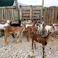 حیوان اهلی فقط تماس